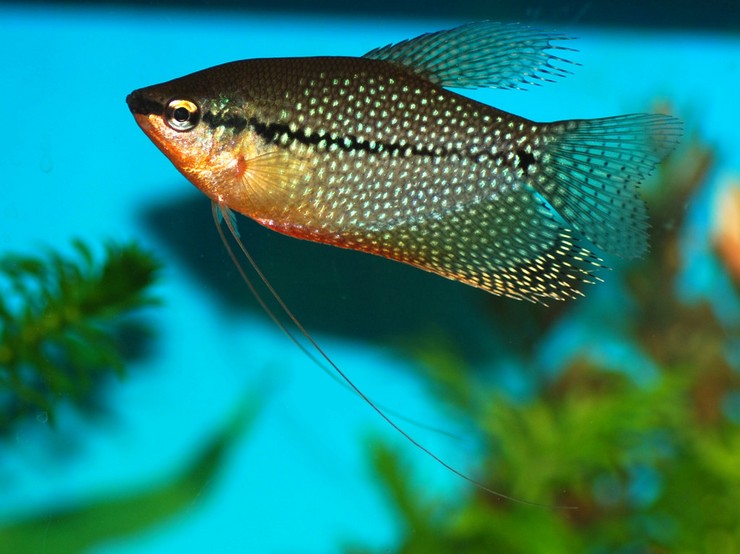 Совместимость гурами с другими аквариумными рыбами: с кем можно содержать, нежелательные соседи Совместимость гурами с другими аквариумными рыбами: с кем можно содержать, нежелательные соседи