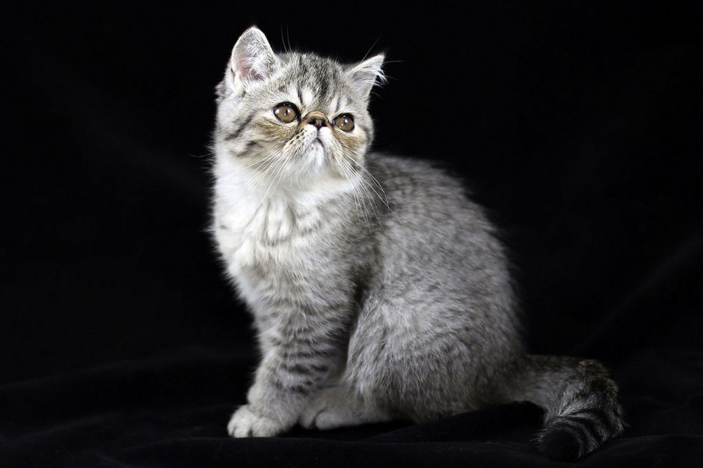 Экзотическая короткошерстная кошка   фото, описание породы, характер, стандарты экзотов