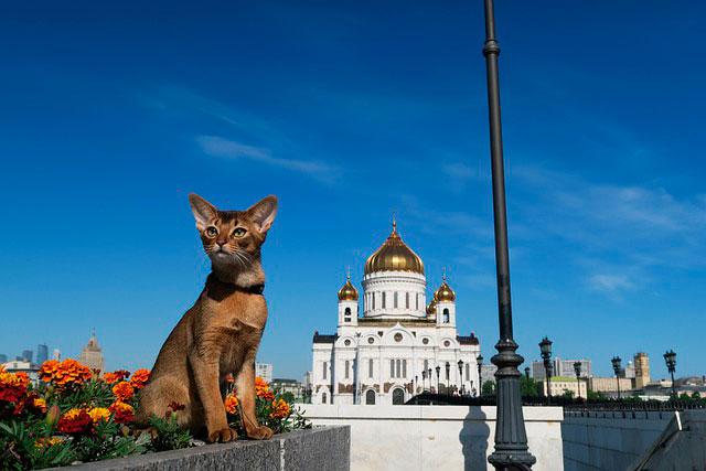 Имена для абиссинских кошек: красивые клички для девочки и мальчика