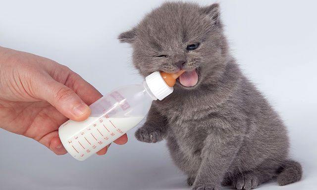 Чем кормить шотландского котенка: рацион питания малышей по месяцам в домашних условиях