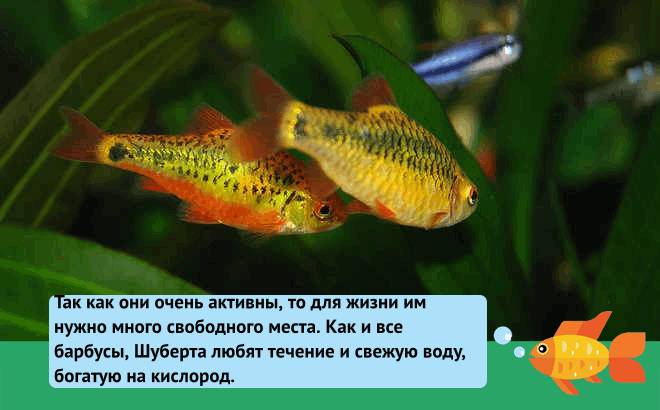 Барбус шуберта: содержание, размножение (разведение), кормление, фото, уход, болезни, совместимость, нерест