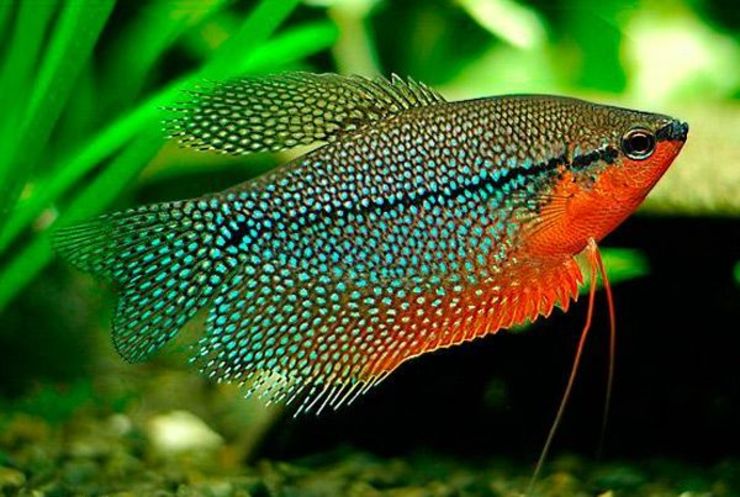 Гурами золотой: история вида, дикие сородичи, описание и требования к содержанию Гурами золотой: история вида, дикие сородичи, описание и требования к содержанию