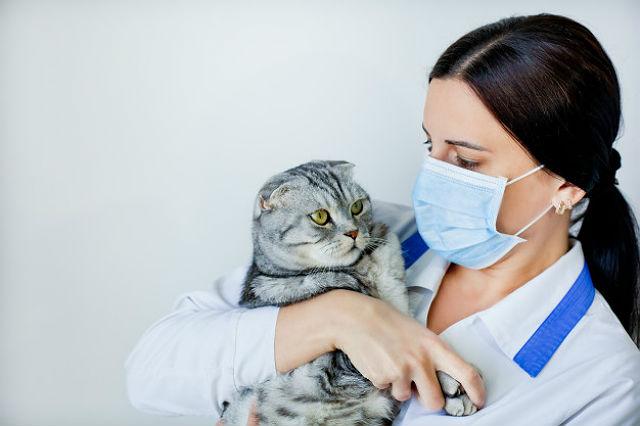 Кастрация кота шотландского вислоухого, стерилизация самок – в каком возрасте можно сделать операцию