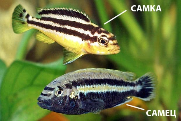 Меланохромис ауратус (золотой попугай, melanochromis auratus): содержание цихлиды, фото, разведение рыбки, совместимость, продолжительность жизни