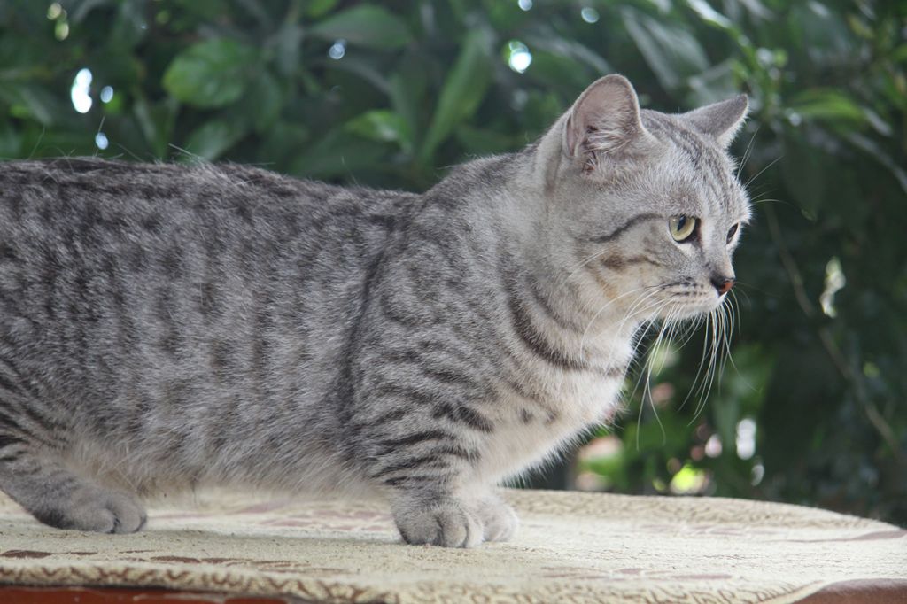 Кошка манчкин   фото, описание породы, характер, уход, цена котёнка.