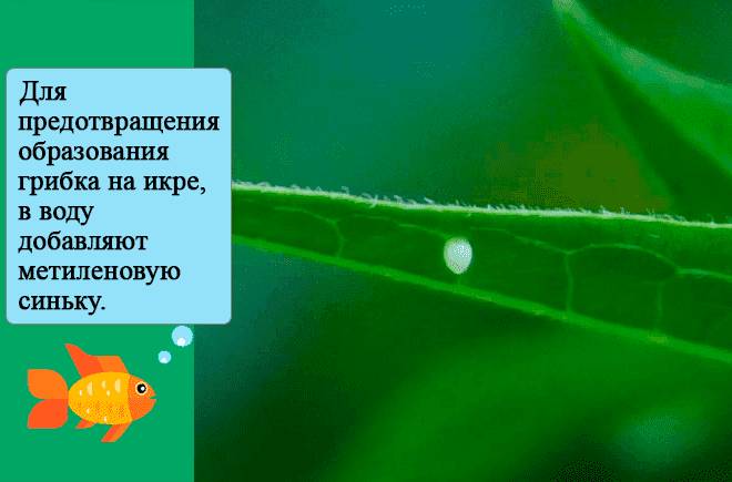 Размножение барбусов (разведение) в домашних условиях: нерест, отличия самки от самца, беременность, в общем и отдельном аквариуме, мальки (выращивание, кормление)