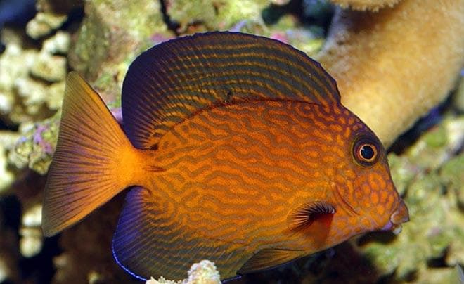 Голубой хирург (рыбка paracanthurus hepatus): виды (белогрудый или leucosternon, lineatus, triostegus, японский, pyroferus), содержание, кормление, совместимость