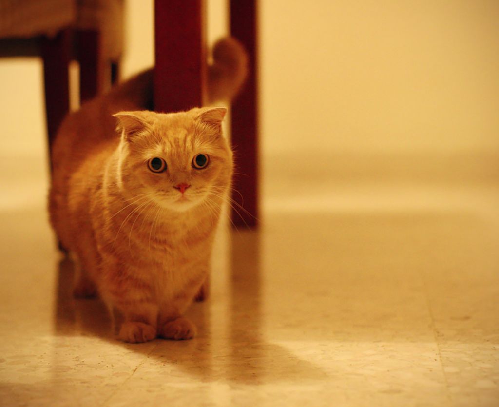 Кошка манчкин   фото, описание породы, характер, уход, цена котёнка.