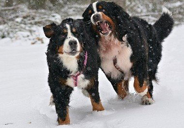 Бернский зенненхунд: все о собаке, фото, описание породы, характер, цена Бернский зенненхунд: все о собаке, фото, описание породы, характер, цена