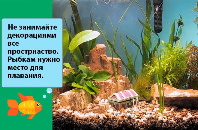 Тетрадон карликовый желтый (рыбка): содержание, совместимость, питание, виды, уход, размножение, продолжительность жизни, фото