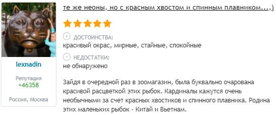 Кардинал (аквариумная рыбка): содержание, совместимость, размножение, нерест, разведение, продолжительность жизни, виды, параметры воды, кормление, половые различия, нерест, мальки, болезни, отзывы, цена