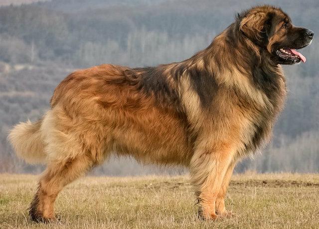 Самые спокойные породы собак: послушные и тихие питомцы