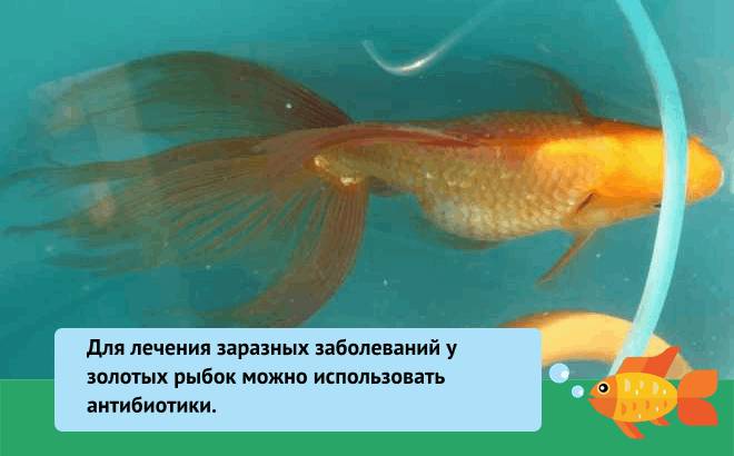 Болезни золотой рыбки: плавает кверху брюхом, лежит на дне, отваливаются чешуйки, облез хвост, всплывает, отрастают ли плавники, плавает на боку, лежит на дне, тяжело дышит, плавниковая гниль, почернели края, покрылась красными пятнами