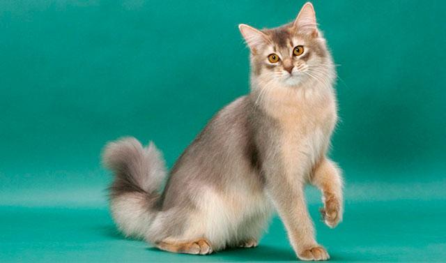 Сомалийская кошка (сомали): описание, характер, уход и содержание, кормление