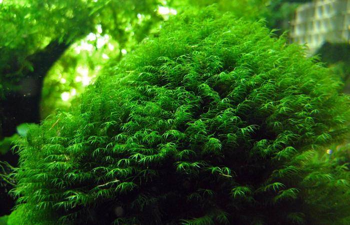 Мох феникс (fissidens fontanus, phoenix moss): содержание растения в аквариуме, описание, дизайн, размножение