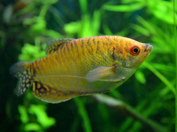 Гурами золотой: история вида, дикие сородичи, описание и требования к содержанию Гурами золотой: история вида, дикие сородичи, описание и требования к содержанию