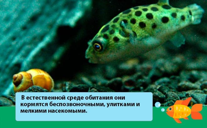 Тетрадон карликовый желтый (рыбка): содержание, совместимость, питание, виды, уход, размножение, продолжительность жизни, фото