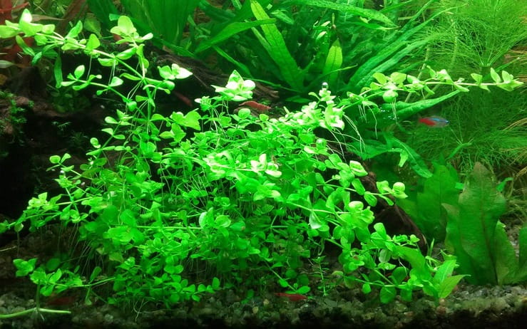 Микрантемум тенистый (Micranthemum umbrosum): описание и характеристики, особенности содержания в аквариуме
