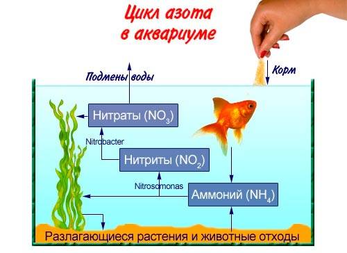 Умирают рыбки в аквариуме: почему дохнут (причины), что нужно делать, профилактика
