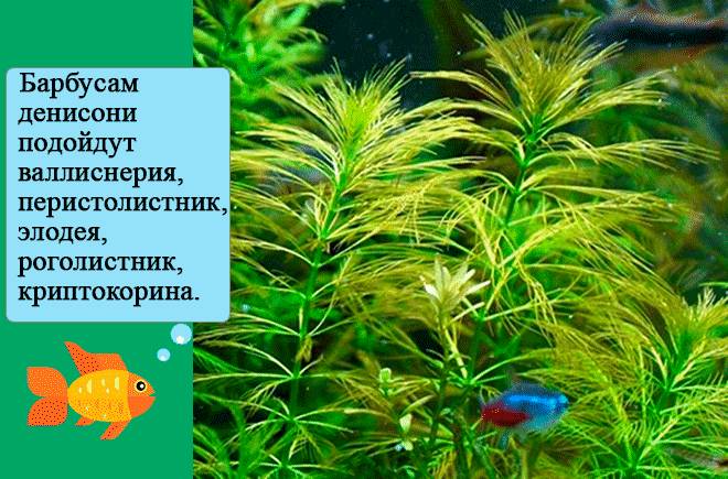 Барбус денисони (рыбка): содержание, разведение (размножение), совместимость, фото, описание, видео, болезни, аквариум