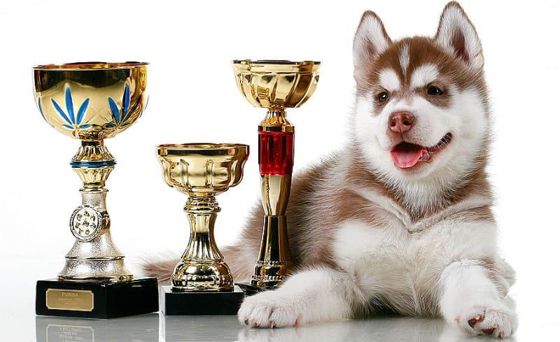 Щенки хаски – содержание и правильный уход, гигиена, кормление и воспитание