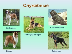 Служебные породы собак Служебные собаки
